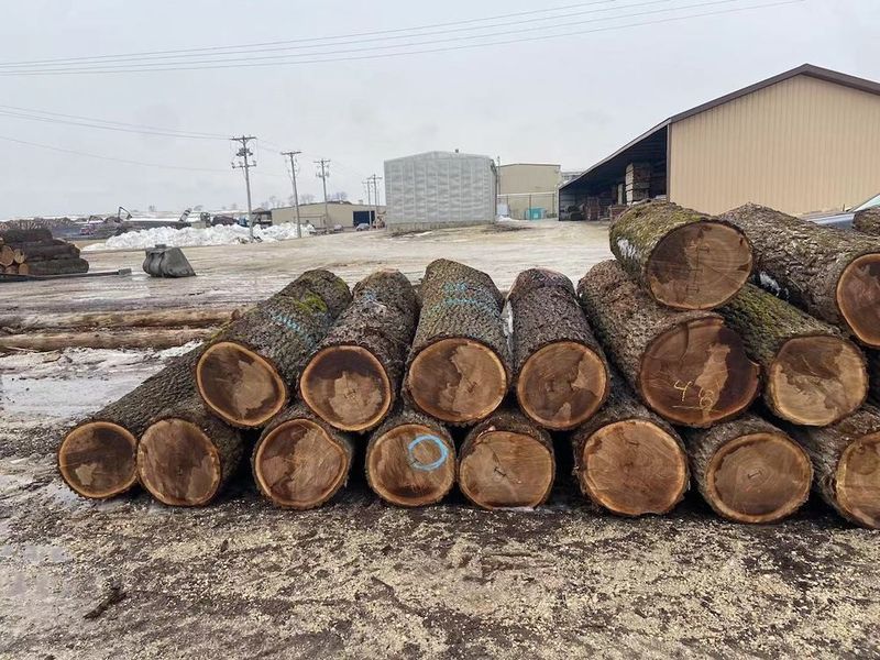 Κίνα Dongguan Yinghui Wood Industry Co., Ltd. Εταιρικό Προφίλ